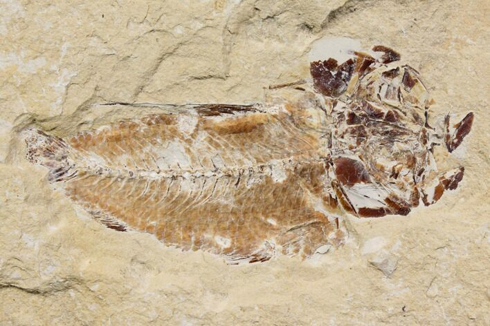 Bargain, Cretaceous Fish (Nematonotus) Fossil - Lebanon #147210
